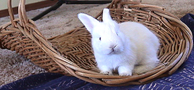 angora bunny care