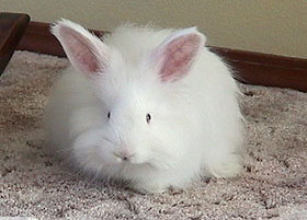 White Angora Raw Wool for Yarn Making